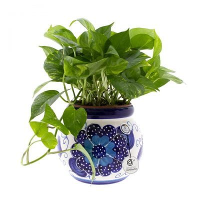 comprar-maceta-pared-olla-azul-modelo-D15-01