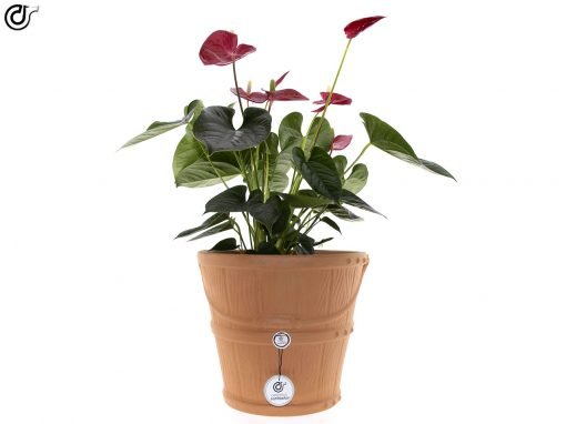 comprar-maceta-grande-maceta-cubeta-terracota-modelo-j26-01-1