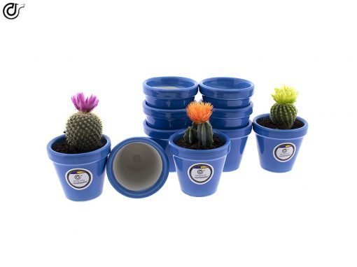 comprar-macetas-para-cactus-macetas-decoradas-modelo-d80-01