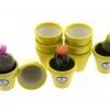 comprar-macetas-para-cactus-macetas-decoradas-modelo-d83-03