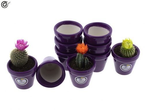 comprar-macetas-para-cactus-macetas-decoradas-modelo-d84-03